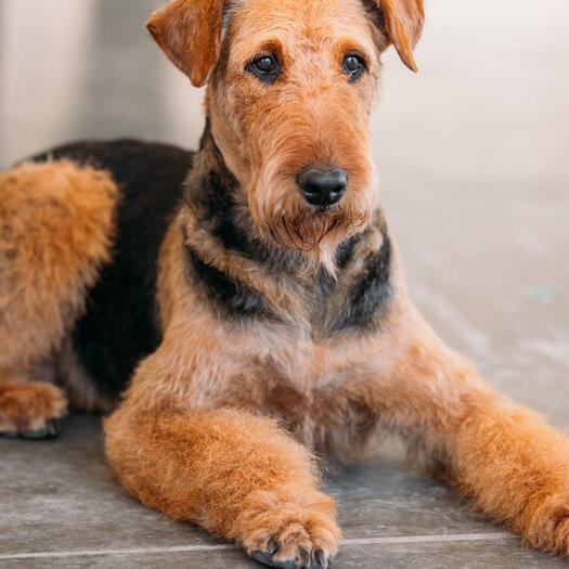 Airedale store guard dog